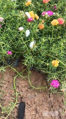 高度20厘米太阳花