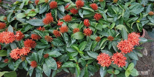 高度30厘米龙船花