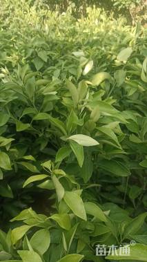 高度30厘米爱媛38号苗