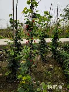 高度150厘米风铃草