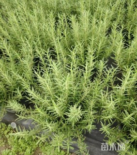 高度20厘米迷迭香