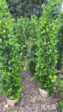 高度150厘米火山榕