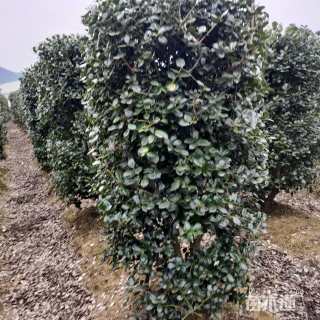 高度120厘米朱砂根