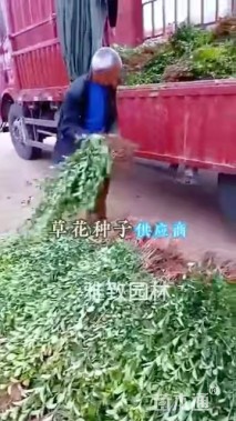 高度15厘米金边麦冬