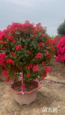 高度160厘米三角梅