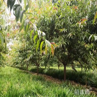 15公分紫叶碧桃