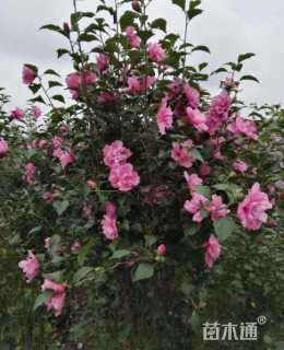 高度150厘米红花木槿