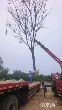 25公分黄山栾树