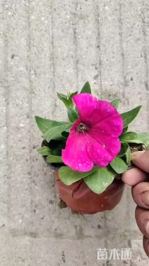 高度12厘米矮牵牛