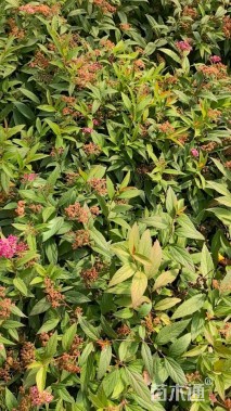 高度20厘米绣线菊