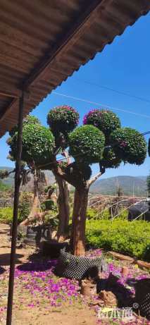 高度350厘米三角梅