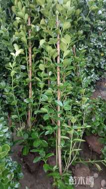 高度30厘米卫矛