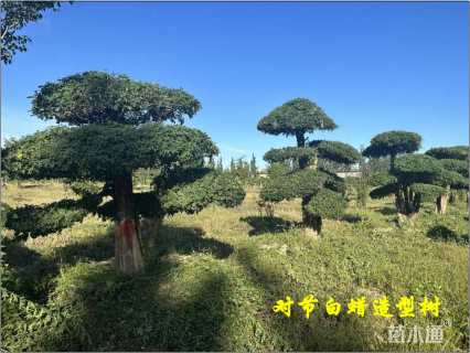 30公分对节白蜡