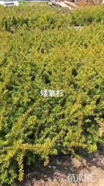 高度15厘米矮紫杉