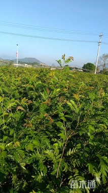 高度20厘米红绒球