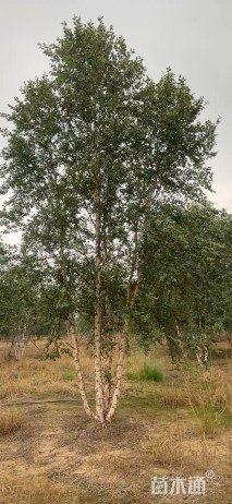 高度1000厘米丛生河桦