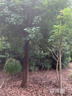 19公分香樟