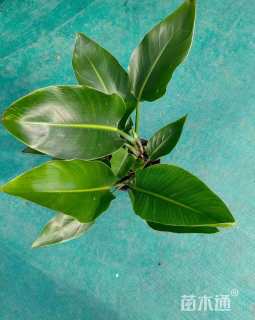 高度40厘米天堂鸟