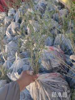 高度45厘米柠条