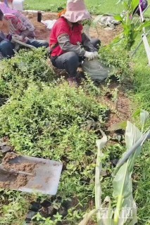 30厘米小叶扶芳藤