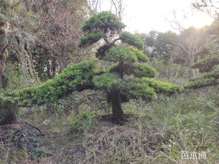 移栽苗造型罗汉松