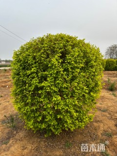 冠幅200厘米金叶榆球