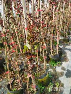 180厘米藤本月季