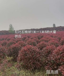 冠幅120厘米红叶石楠球