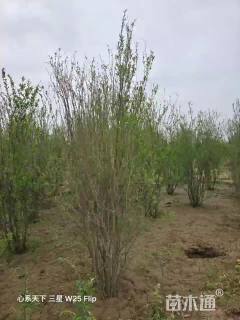 高度300厘米丛生石榴