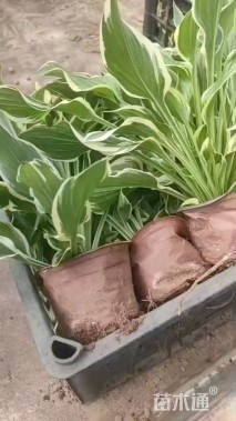 高度30厘米金边玉簪