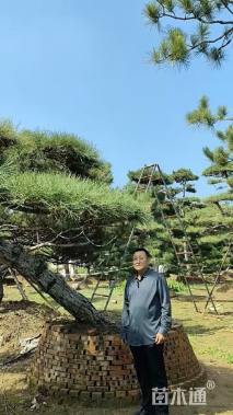 高度300厘米黑松