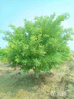 高度500厘米丛生金枝槐