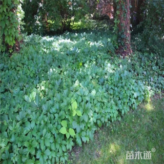 高度10厘米富贵草