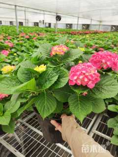 高度40厘米绣球