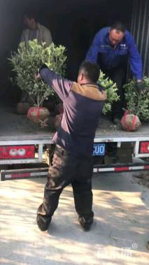 高度35厘米连翘