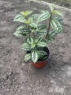 高度30厘米冷水花