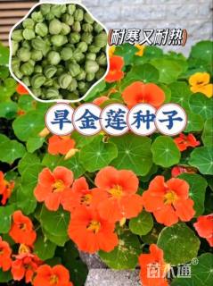 旱金莲种子旱金莲种子