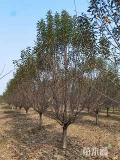 12公分绚丽海棠