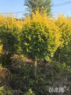 冠幅160厘米金叶榆球