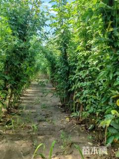 高度250厘米蔷薇