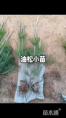 高度30厘米油松