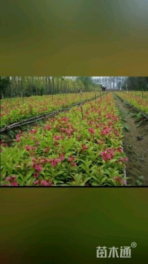 高度50厘米红王子锦带