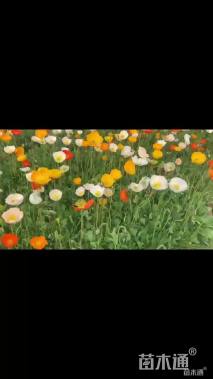 高度40厘米冰岛虞美人