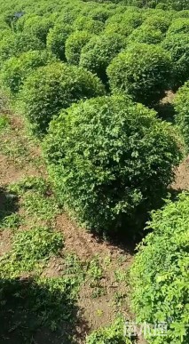 高度120厘米刺梅