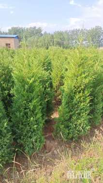 高度200厘米蜀桧