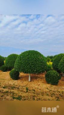 12公分高杆卫矛球