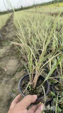 高度40厘米花叶芒