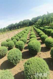 高度60厘米塔桧球