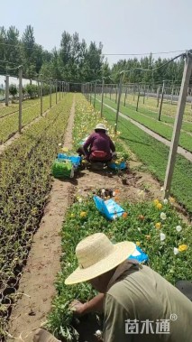 高度20厘米虞美人