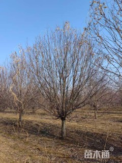 18公分绚丽海棠